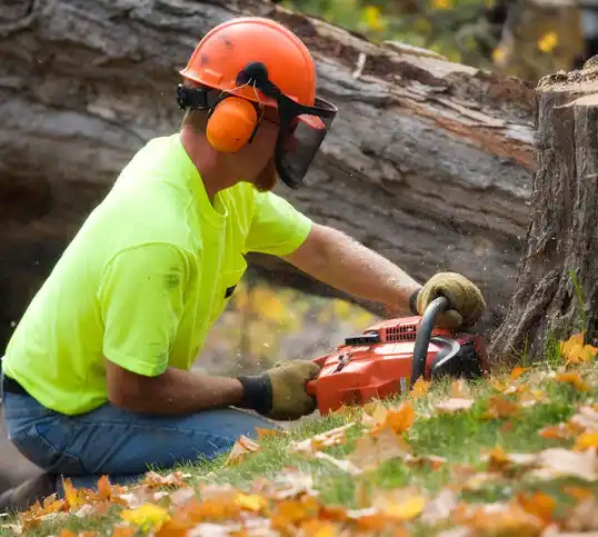 tree services Coral Hills